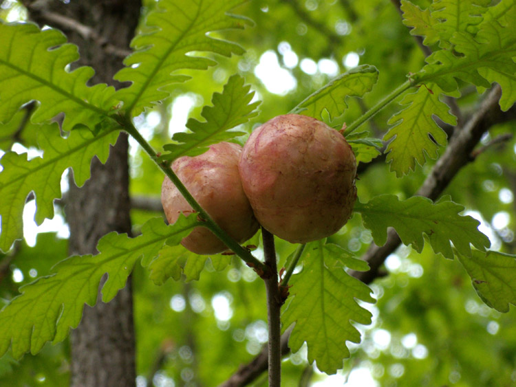 GALLA DI ROVERELLA   QUERCUS PUBESCENS !!